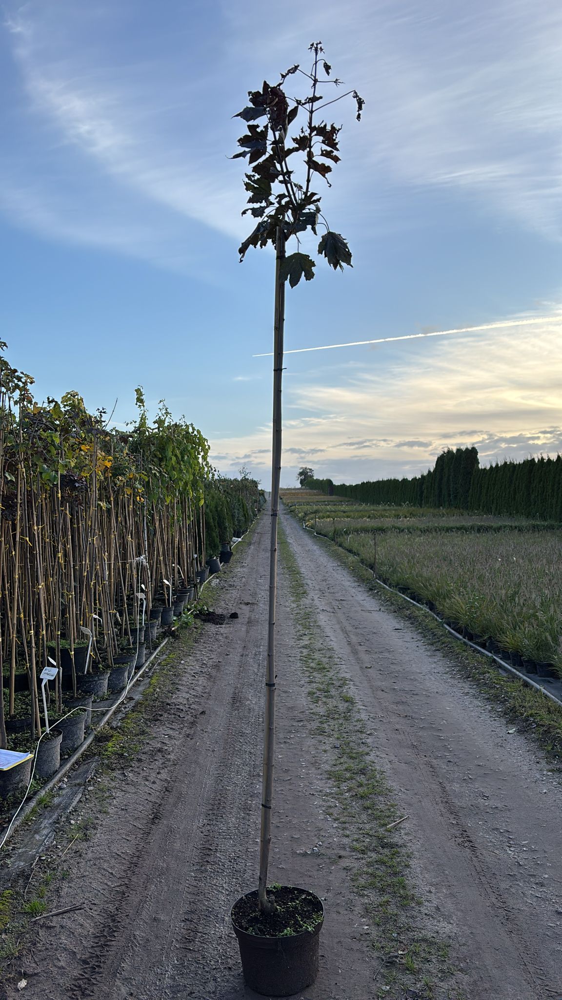 Клен остролистный Роял Ред штамб